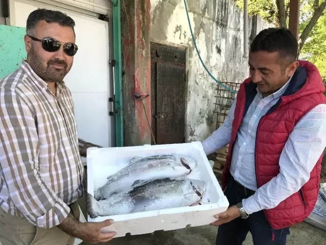 Karadeniz Somonu, Norveç Somonuna Rakip! Kalite Farkı Yok, Fiyat Farkı Var
