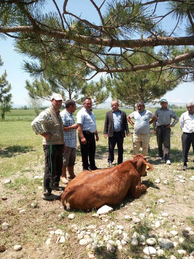 Balıklar Öldü, Çaydan Su İçen İnekler Telef Oldu