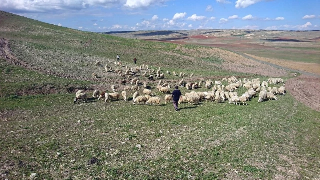 Ankara'da Şiddetli Yağmur, Çobanlar Canını Zor Kurtardı