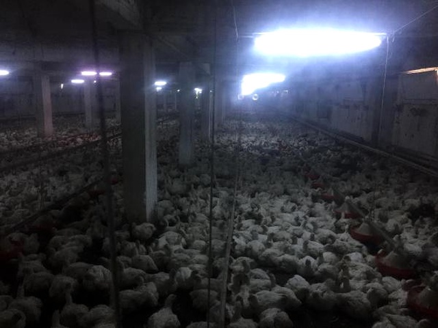 Gündüz Vakti Çıkan Yangında Alevler 17 Bin 500 Tavuğu Yuttu