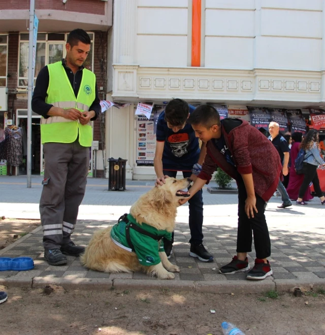 4 Ay Önce Barınağa Bırakılan Abdiş Köpek, Sokakta Çöp Topluyor