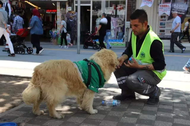 4 Ay Önce Barınağa Bırakılan Abdiş Köpek, Sokakta Çöp Topluyor