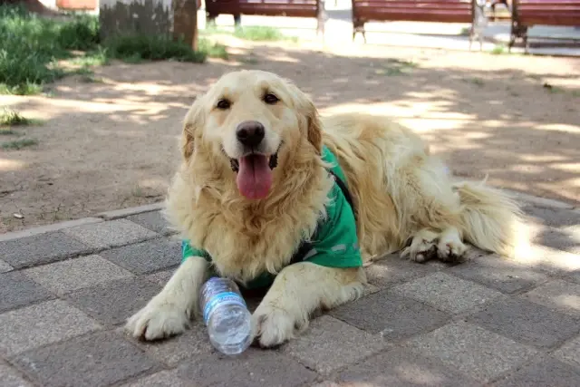 4 Ay Önce Barınağa Bırakılan Abdiş Köpek, Sokakta Çöp Topluyor