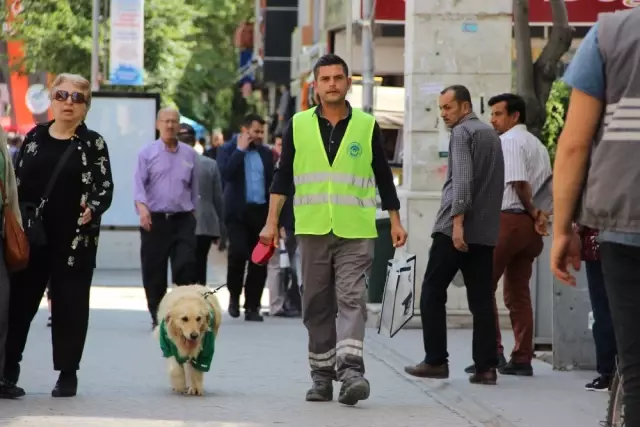 4 Ay Önce Barınağa Bırakılan Abdiş Köpek, Sokakta Çöp Topluyor