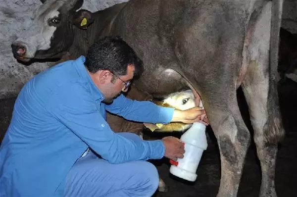 Çalılara Sıkışan Yavru Tilkiyi Kurtaran Köylü, Evine Götürüp Biberonla Besledi