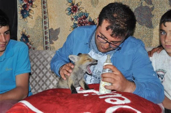 Çalılara Sıkışan Yavru Tilkiyi Kurtaran Köylü, Evine Götürüp Biberonla Besledi