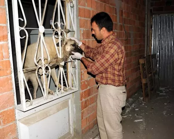 1 Yaşındaki Sivas Kangalı 'Kontes'in Ayaklarını Bağlayıp Tecavüz Ettiler!