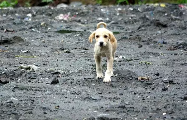 Rize'de Taş Ocağına Terk Edilen Yavru Köpekler Yaşam Mücadelesi Veriyor!