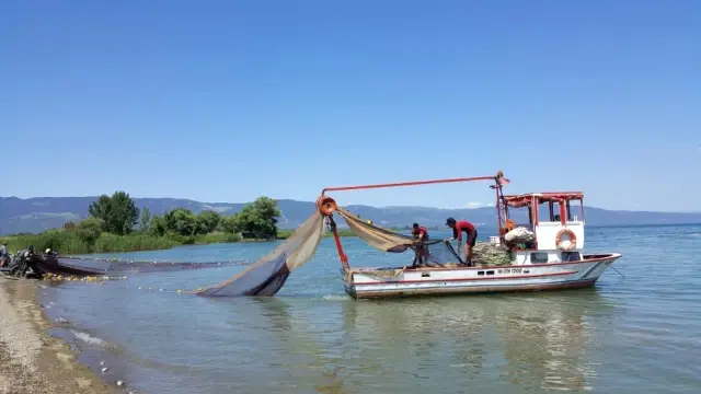 İznik Gölü'nde Balıkçıların Ağları Ölü Balıklarla Doluyor