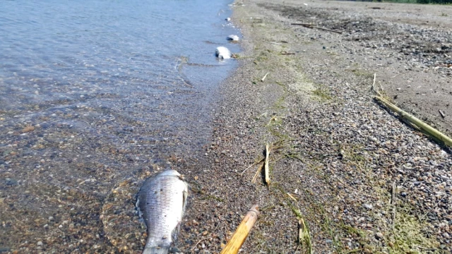 İznik Gölü'nde Balıkçıların Ağları Ölü Balıklarla Doluyor