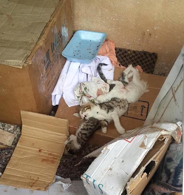 Komşusunun Pitbullarını Belediyeye Şikayet Eden Kadının 17 Yavru Kedisi Öldürüldü