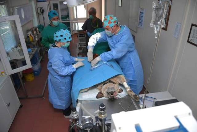 Sahipsiz Köpek, 4 Saatlik Ameliyatla Karnındaki 6 Kiloluk Tümörden Kurtuldu