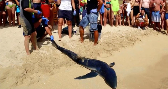 Akdeniz'in Ünlü Plajında Kıyıya Yanaşan Köpekbalığı Paniğe Neden Oldu