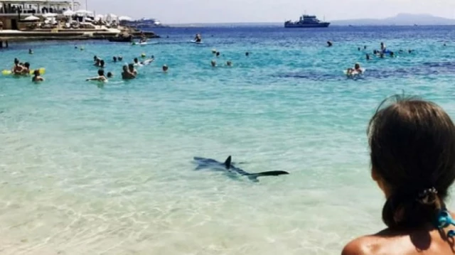 Akdeniz'in Ünlü Plajında Kıyıya Yanaşan Köpekbalığı Paniğe Neden Oldu