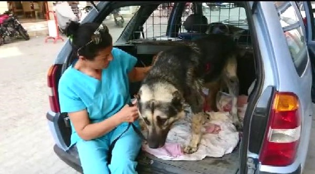 Vicdansızlıkta Çığır Açtı! Köpeğini Arabasının Arkasında Sürükledi