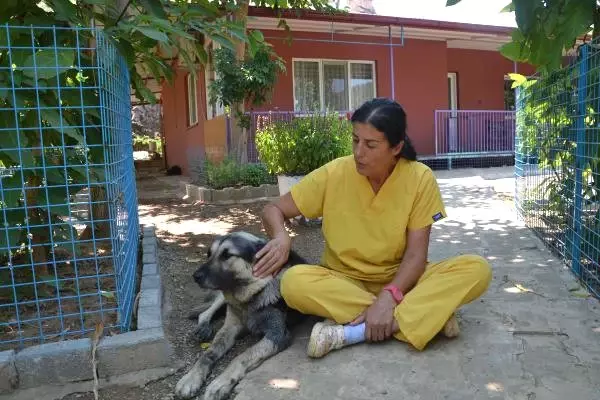 'Panter'i Otomobilinin Arkasına Bağlayıp Saatlerce Sürükleyen Caniye Ödül Gibi Ceza!