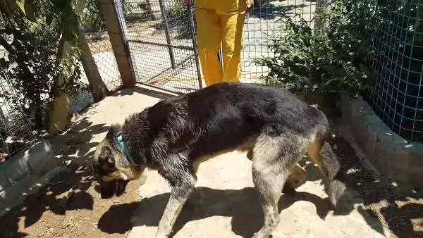 'Panter'i Otomobilinin Arkasına Bağlayıp Saatlerce Sürükleyen Caniye Ödül Gibi Ceza!