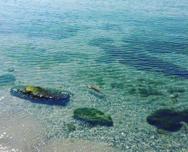 Tekirdağ Sahillerinde Yolunu Şaşıran Su Samuru Bir Restoranın Bahçesine Girdi