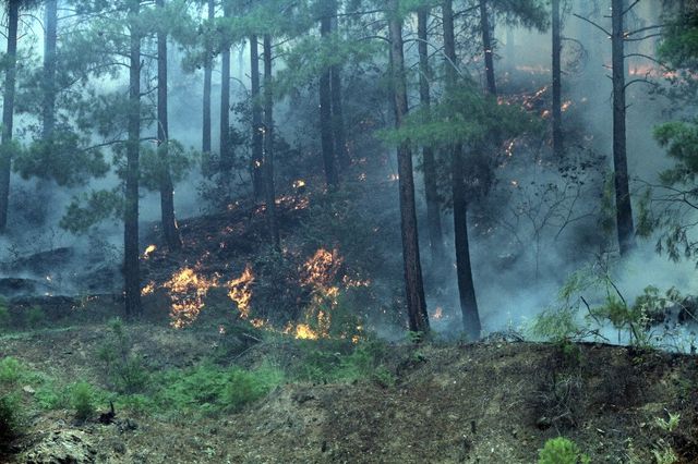 Antalya'nın Ciğerleri Yanıyor! Alevler Yerleşim Alanına Ulaştı, Evler Tahliye Ediliyor
