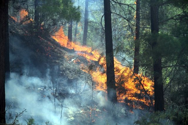 Antalya'nın Ciğerleri Yanıyor! Alevler Yerleşim Alanına Ulaştı, Evler Tahliye Ediliyor