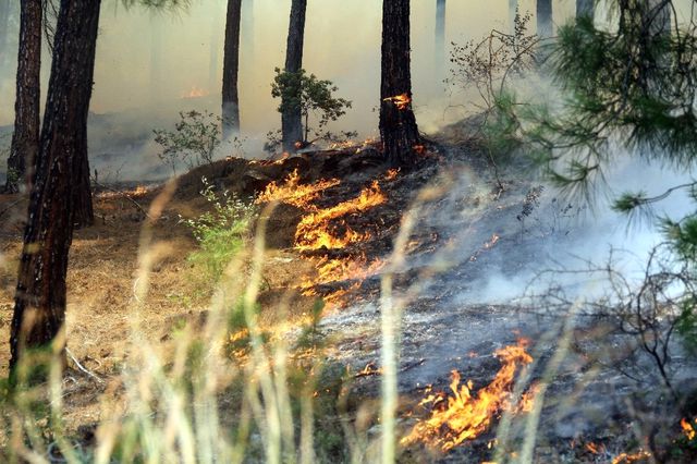 Antalya'nın Ciğerleri Yanıyor! Alevler Yerleşim Alanına Ulaştı, Evler Tahliye Ediliyor