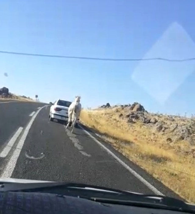 Vicdansız Sürücü, Aracın Arkasına Bağladığı Atı Kilometrelerce Koşturdu