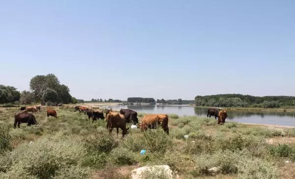 Edirne'nin Sıcağı İnekleri Bunalıma Sokunca Süt Verimi Düştü