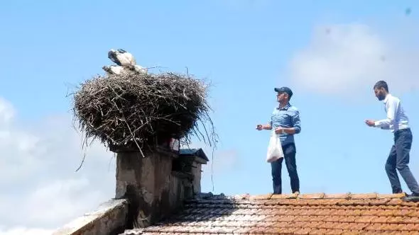 Günün En Güzel Haberi! Anneleri Ölen Yavru Leyleklere Belediye Sahip Çıktı