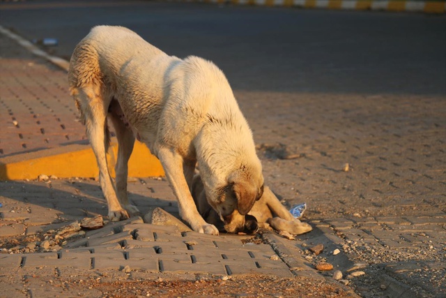 Telef Olan Yavrusunun Başından Gece Boyunca Ayrılmayan <a class='keyword-sd' href='/sokak-kopegi/' title='Sokak Köpeği'>Sokak Köpeği</a> Yürekleri Sızlattı!