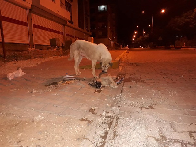 Telef Olan Yavrusunun Başından Gece Boyunca Ayrılmayan Sokak Köpeği Yürekleri Sızlattı!