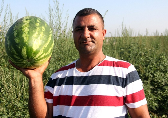 Kilosu 15 Kuruşa Düşen Karpuz Tarlada Kaldı, Keçilere Yem Oldu