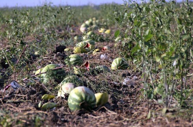 Kilosu 15 Kuruşa Düşen Karpuz Tarlada Kaldı, Keçilere Yem Oldu