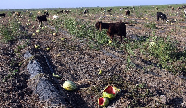 Kilosu 15 Kuruşa Düşen Karpuz Tarlada Kaldı, Keçilere Yem Oldu