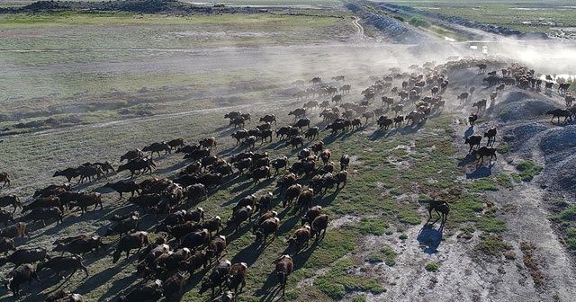 700 Manda Sabahın İlk Işıklarıyla Beraber Erciyes Dağı Eteklerine Koşuyor