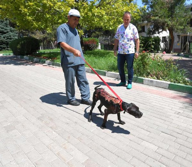 Üzerine Kaynar Su Döküp Kaçtılar! Yaralı Köpek Tedavi Altına Alındı