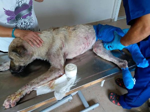 Yaralı Köpeği Çöp Kamyonunda Taşıdılar