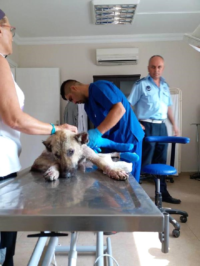Yaralı Köpeği Çöp Kamyonunda Taşıdılar