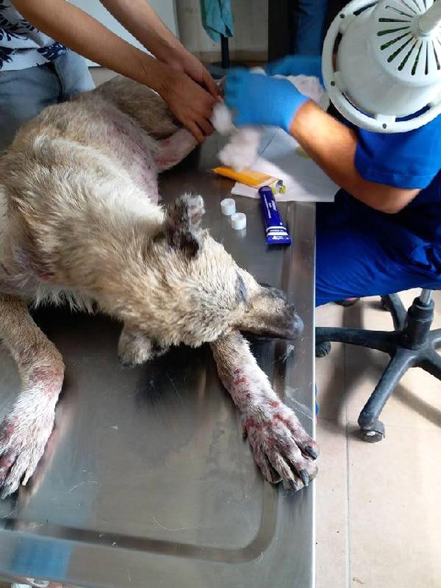 Yaralı Köpeği Çöp Kamyonunda Taşıdılar