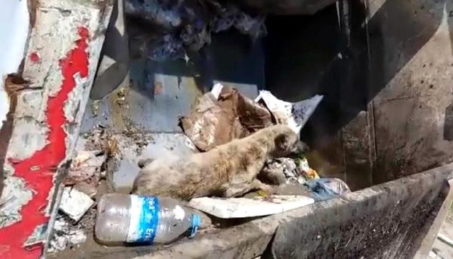 Yaralı Köpeği Çöp Kamyonunda Taşıdılar