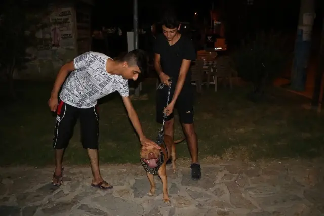 Adana'da Kuduz Karantinası! Mahallenin Girişine Pankart Astılar