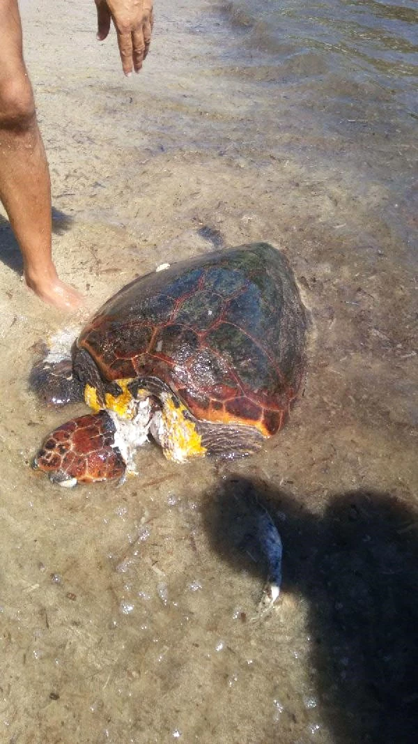 Boynu Kesilerek Katledilmiş Caretta Caretta Bulundu