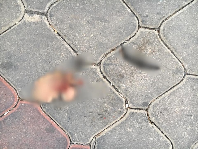 İzmir'deki Kedi Vahşeti Görüntüleri Kan Dondurdu