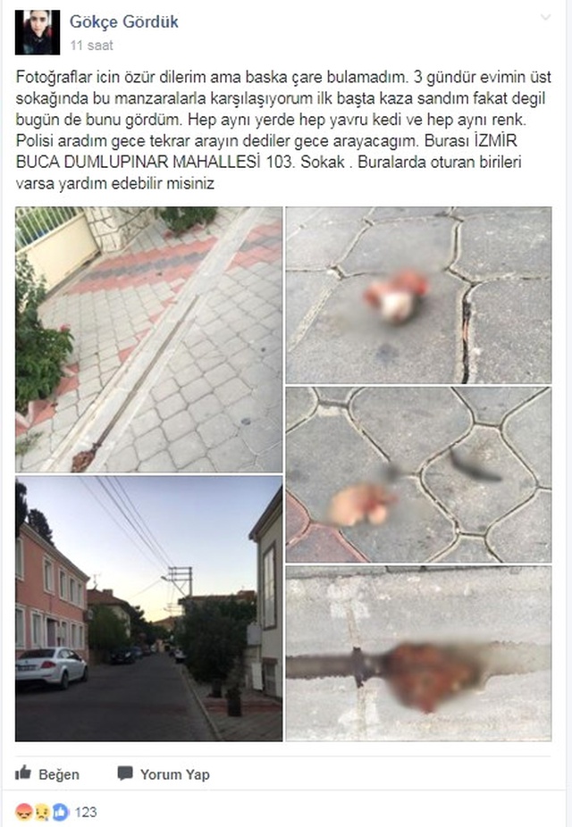 İzmir'deki Kedi Vahşeti Görüntüleri Kan Dondurdu