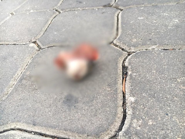 İzmir'deki Kedi Vahşeti Görüntüleri Kan Dondurdu