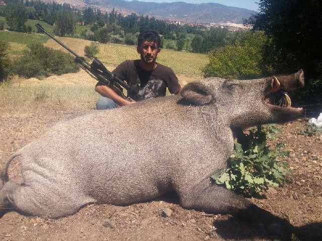 Tokat'ta Dev Yaban Domuzu Avlayan Lüksemburglu Avcılar, Sadece Dişlerini Alıp Gitti