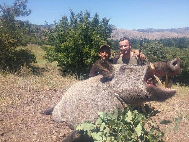 Tokat'ta Dev Yaban Domuzu Avlayan Lüksemburglu Avcılar, Sadece Dişlerini Alıp Gitti