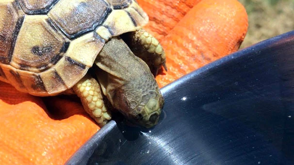 Yolda Ölmek Üzere Bulduğu Kaplumbağaya Kendi Bardağından Su İçirdi