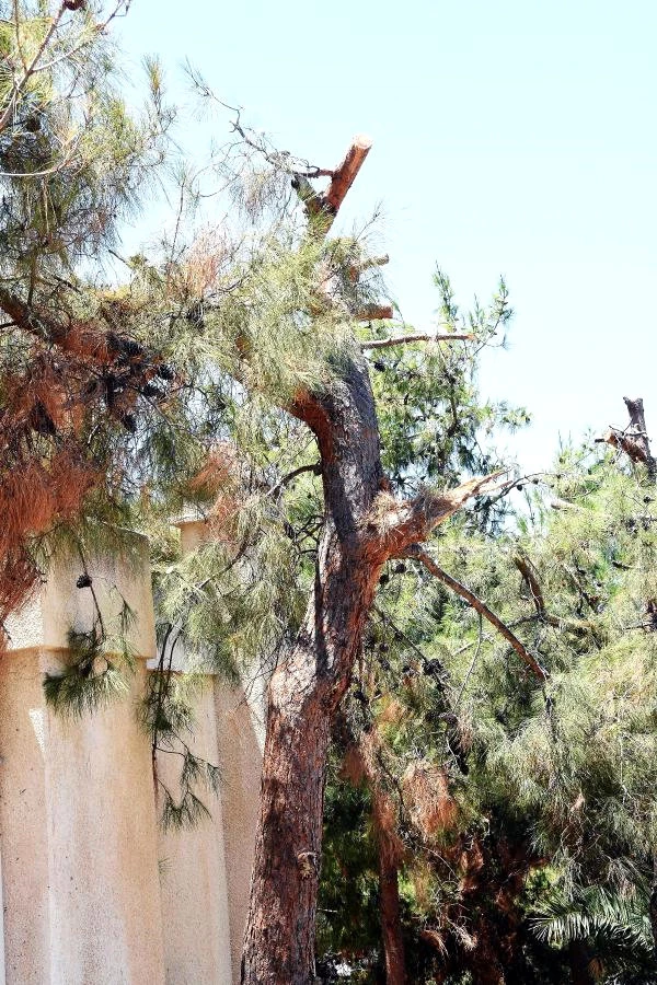 Manzarayı Kapatıyor Diye Ağaçları Kestiler, Site Sakinleri Ayaklandı