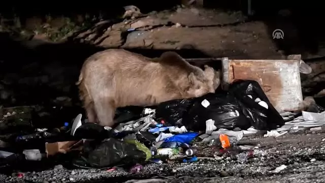 Aç Kalan Ayılar, Çöp Konteynerlerini Mesken Tuttu