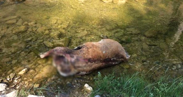 Boynuzu İçin Koruma Altındaki 4 Kızıl Geyik Başları Kesilerek Öldürüldü